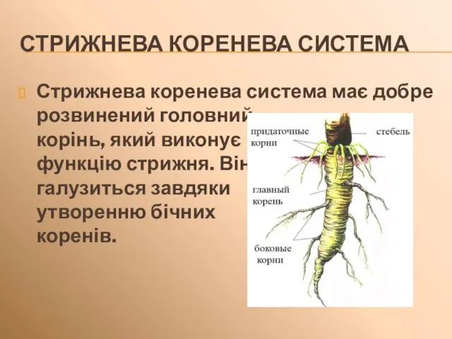 СТРИЖНЕВА КОРЕНЕВА СИСТЕМА Стрижнева коренева система має добре розвинений головний корінь, який