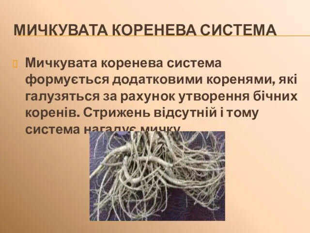 МИЧКУВАТА КОРЕНЕВА СИСТЕМА Мичкувата коренева система формується додатковими коренями, які галузяться за