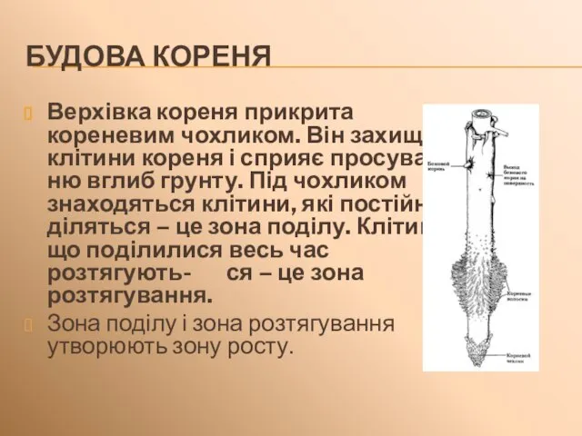 БУДОВА КОРЕНЯ Верхівка кореня прикрита кореневим чохликом. Він захищає клітини кореня і