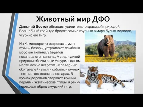 Дальний Восток обладает удивительно красивой природой. Волшебный край, где бродят самые крупные