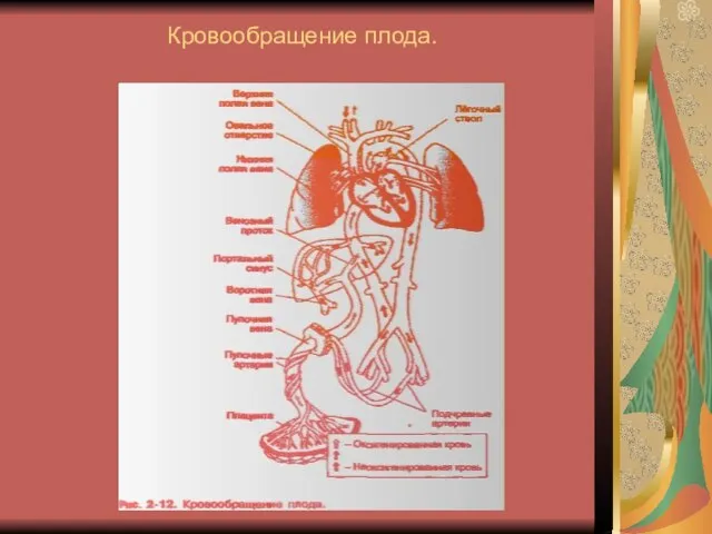 Кровообращение плода.