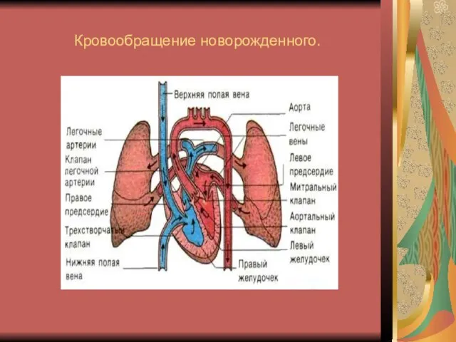 Кровообращение новорожденного.