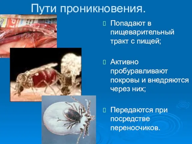 Пути проникновения. Попадают в пищеварительный тракт с пищей; Активно пробуравливают покровы и