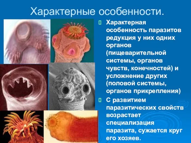 Характерные особенности. Характерная особенность паразитов редукция у них одних органов(пищеварительной системы, органов