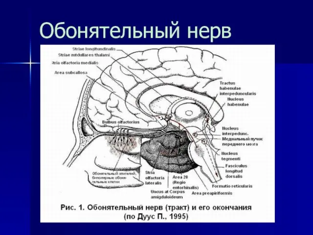 Обонятельный нерв