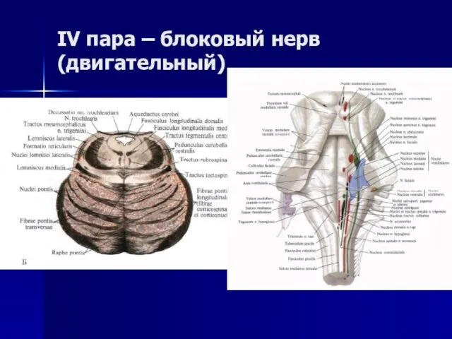 IV пара – блоковый нерв (двигательный)