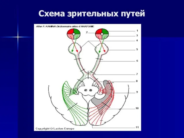 Схема зрительных путей