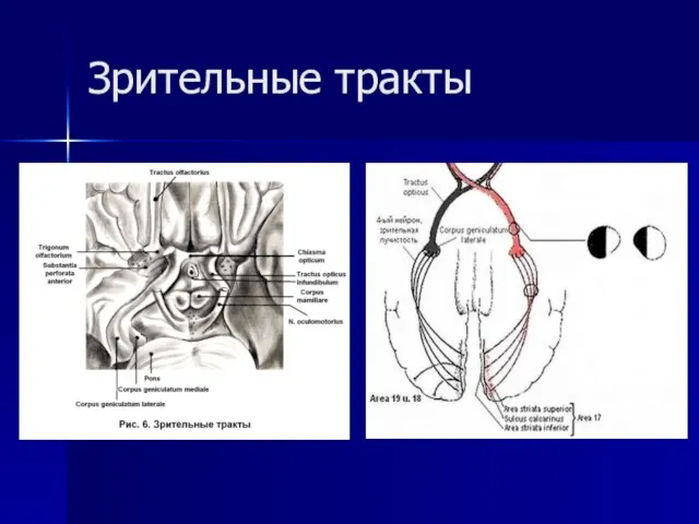 Зрительные тракты