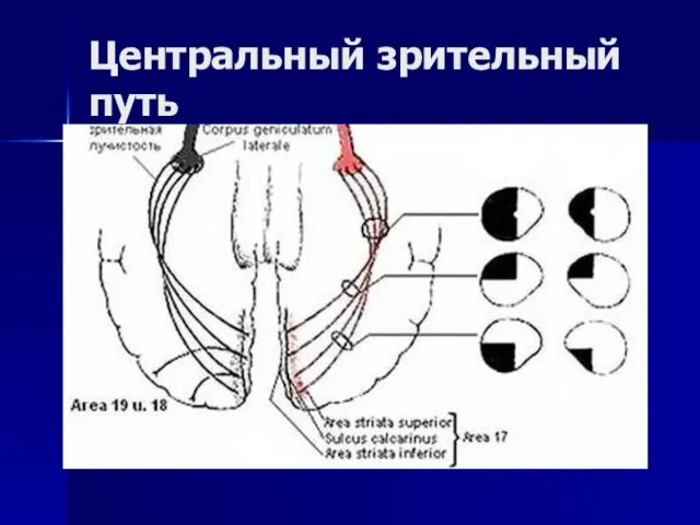 Центральный зрительный путь