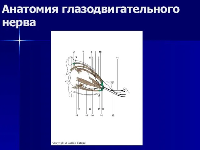 Анатомия глазодвигательного нерва