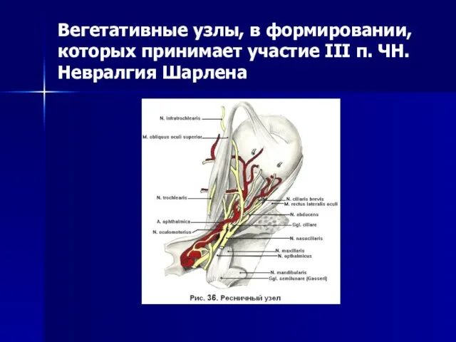 Вегетативные узлы, в формировании, которых принимает участие III п. ЧН. Невралгия Шарлена