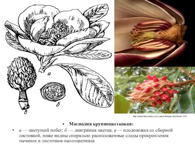 Магнолия крупноцветковая: а — цветущий побег; б — диаграмма цветка; в —