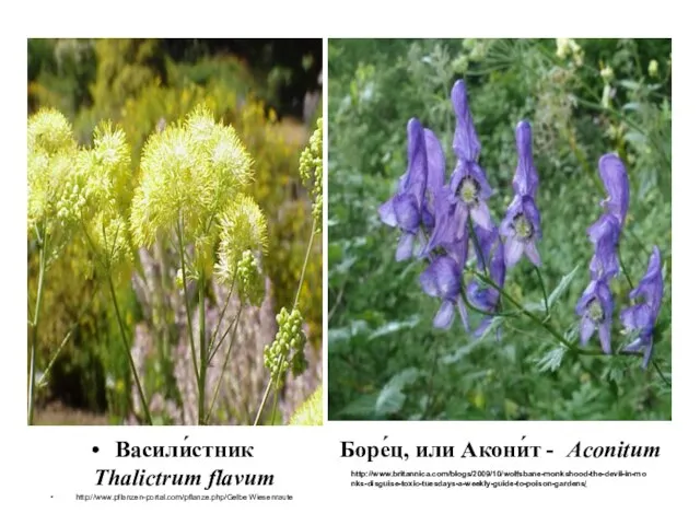 Васили́стник Thalictrum flavum http://www.pflanzen-portal.com/pflanze.php/Gelbe Wiesenraute Боре́ц, или Акони́т - Aconitum http://www.britannica.com/blogs/2009/10/wolfsbane-monkshood-the-devil-in-monks-disguise-toxic-tuesdays-a-weekly-guide-to-poison-gardens/