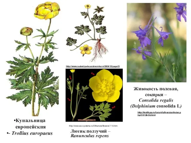 Купальница европейскпя - Trollius europaeus Лютик ползучий – Ranunculus repens http://www.rasteniya-lecarstvennie.ru/2009/12/page/5/ http://www.ecosystema.ru/08nature/flowers/114.htm