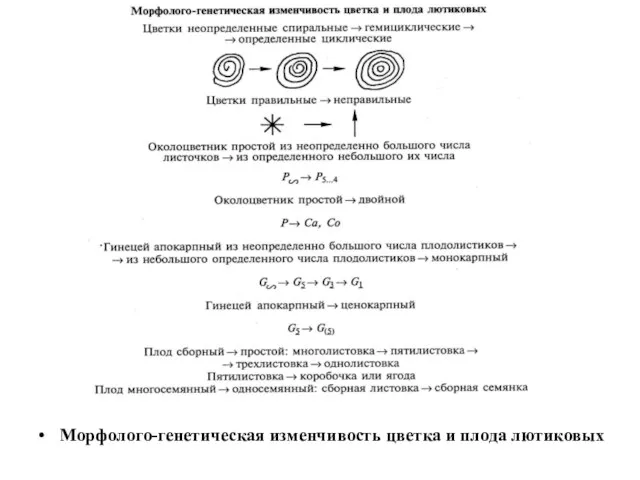 Морфолого-генетическая изменчивость цветка и плода лютиковых