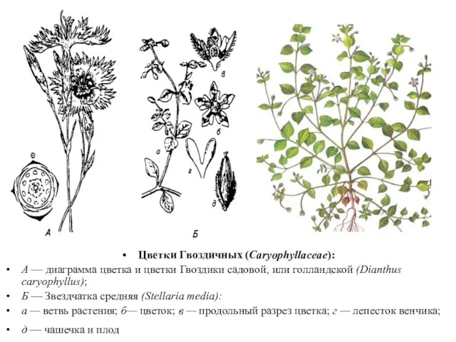 Цветки Гвоздичных (Caryophyllaceae): А — диаграмма цветка и цветки Гвоздики садовой, или