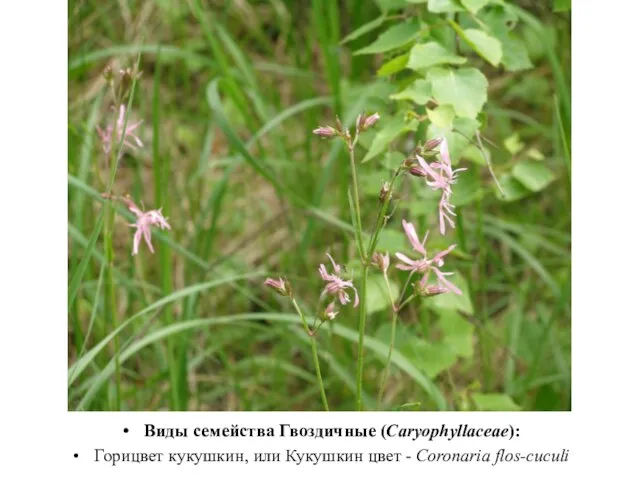 Виды семейства Гвоздичные (Caryophyllaceae): Горицвет кукушкин, или Кукушкин цвет - Coronaria flos-cuculi