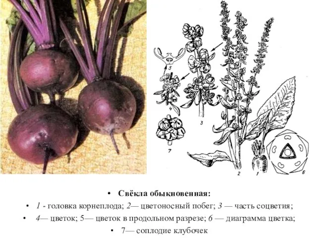 Свёкла обыкновенная: 1 - головка корнеплода; 2— цветоносный побег; 3 — часть