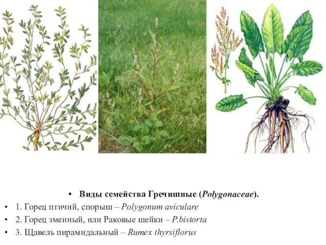 Виды семейства Гречишные (Polygonaceae). 1. Горец птичий, спорыш – Polygonum aviculare 2.