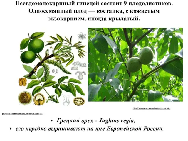 Псевдомонокарпный гинецей состоит 9 плодолистиков. Односемянный плод — костянка, с кожистым экзокарпием,