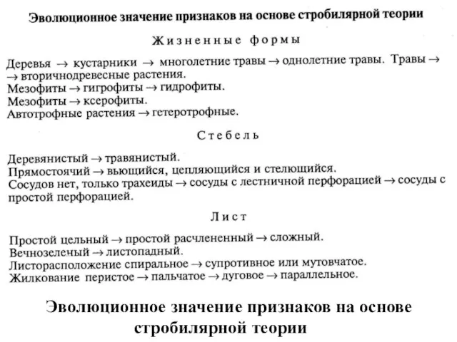 Эволюционное значение признаков на основе стробилярной теории