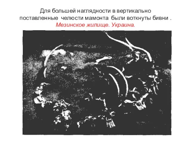 Для большей наглядности в вертикально поставленные челюсти мамонта были воткнуты бивни . Мезинское жилище. Украина.