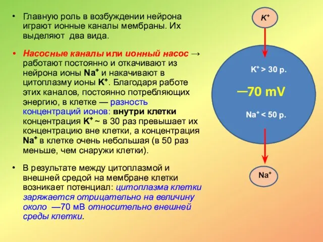 Главную роль в возбуждении нейрона играют ионные каналы мембраны. Их выделяют два