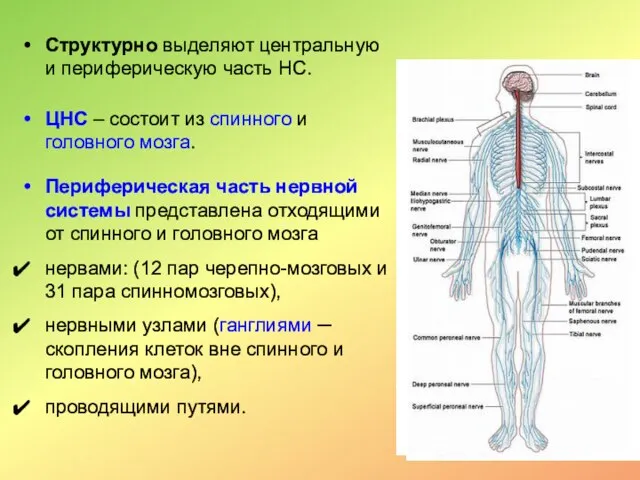 Структурно выделяют центральную и периферическую часть НС. ЦНС – состоит из спинного