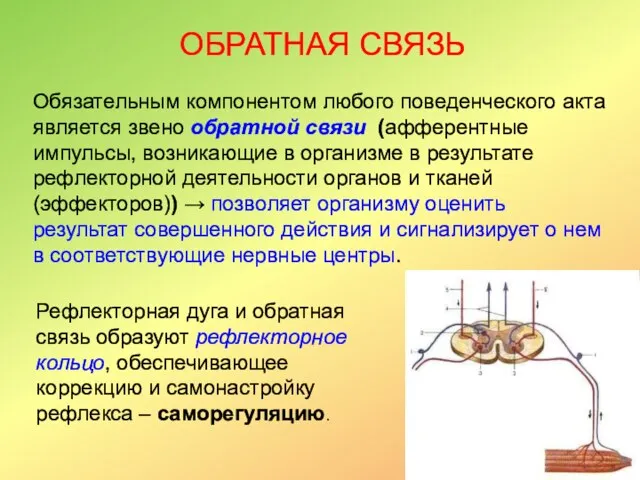 Обязательным компонентом любого поведенческого акта является звено обратной связи (афферентные импульсы, возникающие