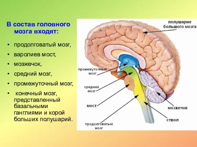 В состав головного мозга входят: продолговатый мозг, варолиев мост, мозжечок, средний мозг,