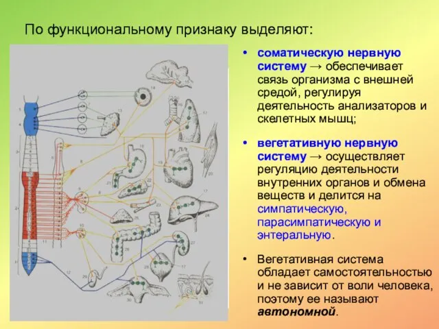 По функциональному признаку выделяют: соматическую нервную систему → обеспечивает связь организма с