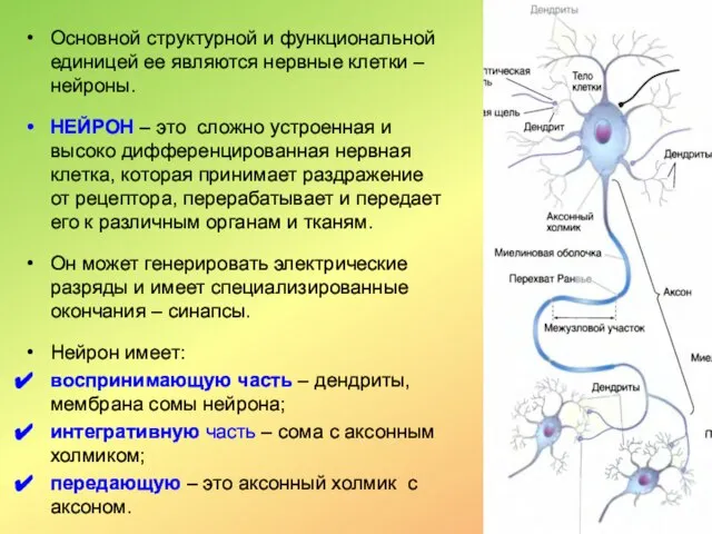 Основной структурной и функциональной единицей ее являются нервные клетки – нейроны. НЕЙРОН