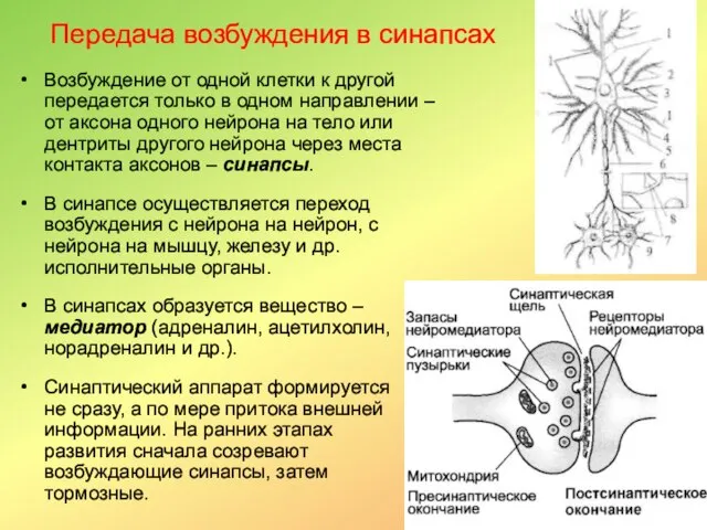 Передача возбуждения в синапсах Возбуждение от одной клетки к другой передается только