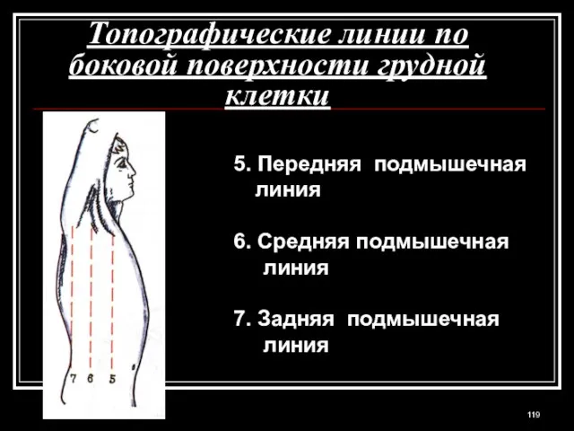 Топографические линии по боковой поверхности грудной клетки 5. Передняя подмышечная линия 6.