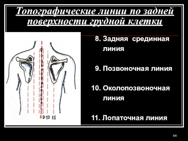 Топографические линии по задней поверхности грудной клетки 8. Задняя срединная линия 9.