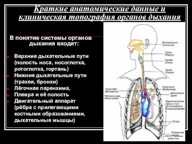 Краткие анатомические данные и клиническая топография органов дыхания В понятие системы органов