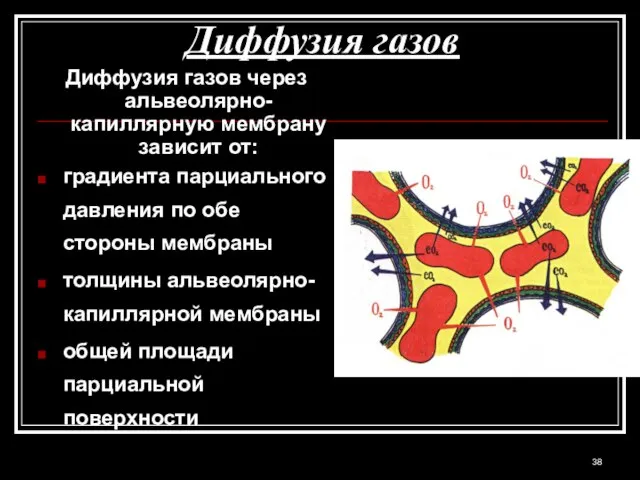 Диффузия газов Диффузия газов через альвеолярно-капиллярную мембрану зависит от: градиента парциального давления