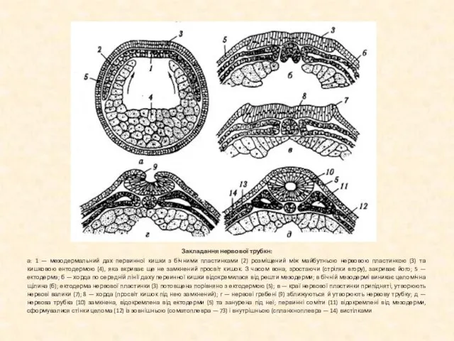 Закладання нервової трубкн: а: 1 — мезодермальний дах первинної кишки з бічними