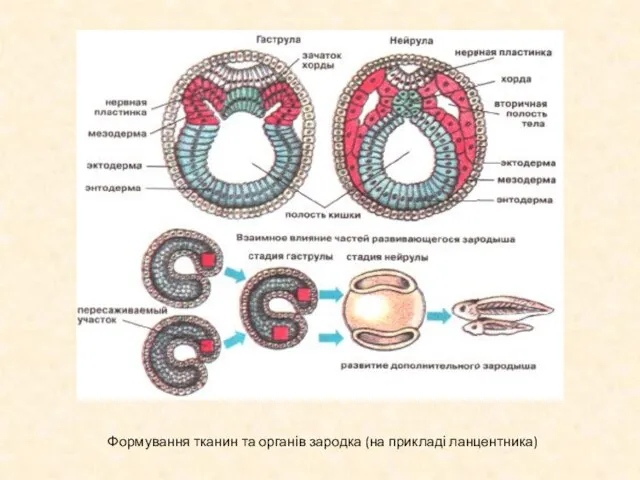 Формування тканин та органів зародка (на прикладі ланцентника)