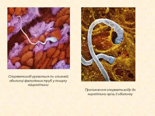 Сперматозоїд рухається по слизовій оболонці фалопієвих труб у пошуку яйцеклітини Проникнення сперматозоїду