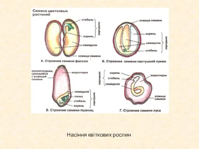 Насіння квіткових рослин