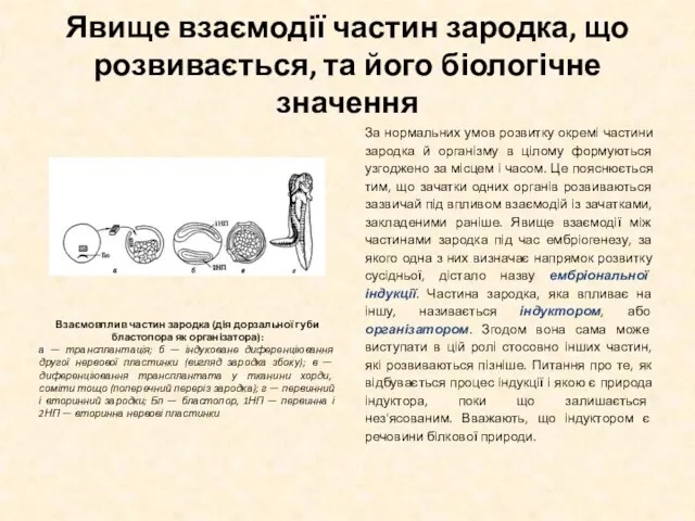 Явище взаємодії частин зародка, що розвивається, та його біологічне значення За нормальних