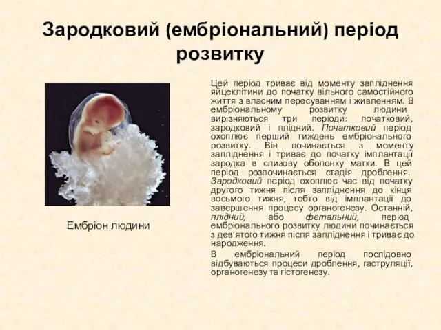 Зародковий (ембріональний) період розвитку Цей період триває від моменту запліднення яйцеклітини до