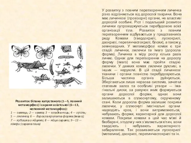 У розвитку з повним перетворенням личинка різко відрізняється від дорослої тварини. Вона