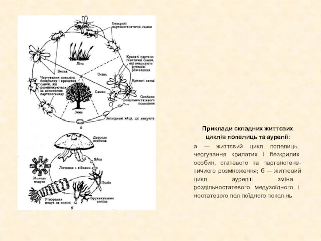 Приклади складних життєвих циклів попелиць та аурелії: а — життєвий цикл попелиць: