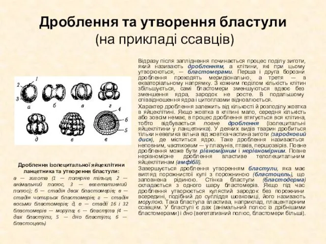 Дроблення та утворення бластули (на прикладі ссавців) Відразу після запліднення починається процес