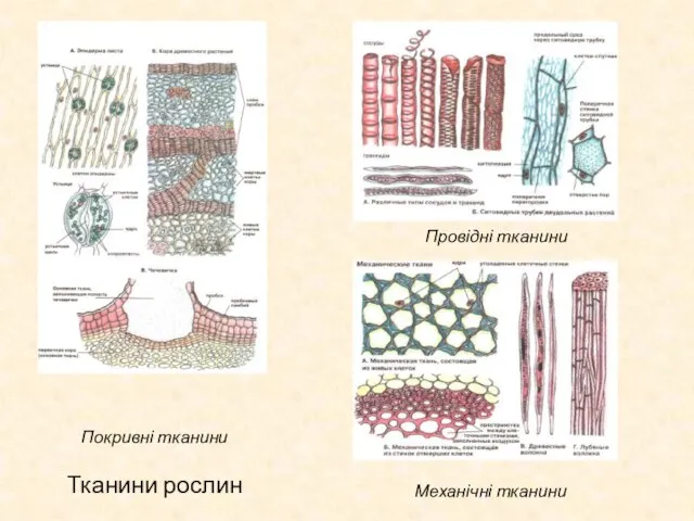 Тканини рослин Покривні тканини Провідні тканини Механічні тканини