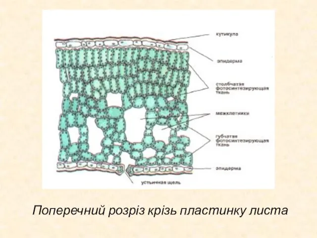 Поперечний розріз крізь пластинку листа