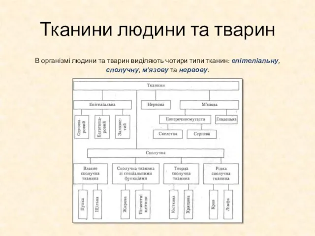 Тканини людини та тварин В організмі людини та тварин виділяють чотири типи