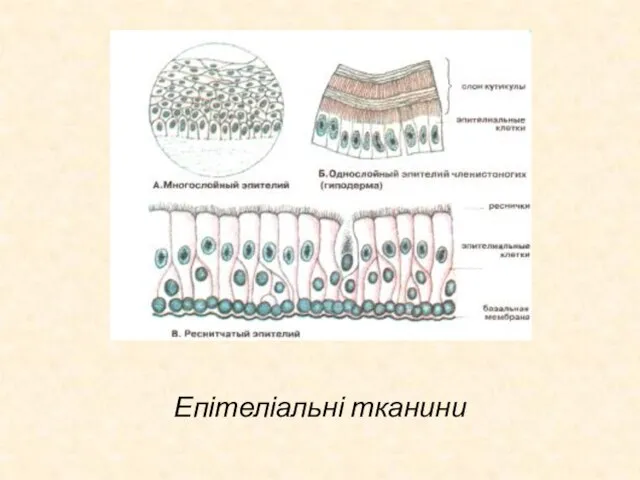 Епітеліальні тканини